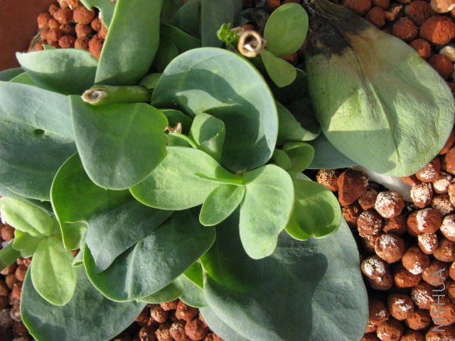 ��֪����ʲô���ӿгɵ��⸱����...