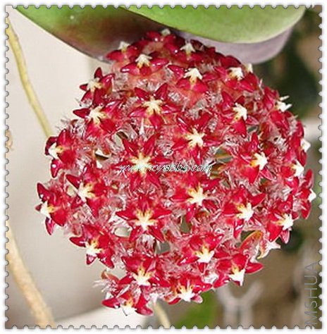 mindorensis ����-2.jpg