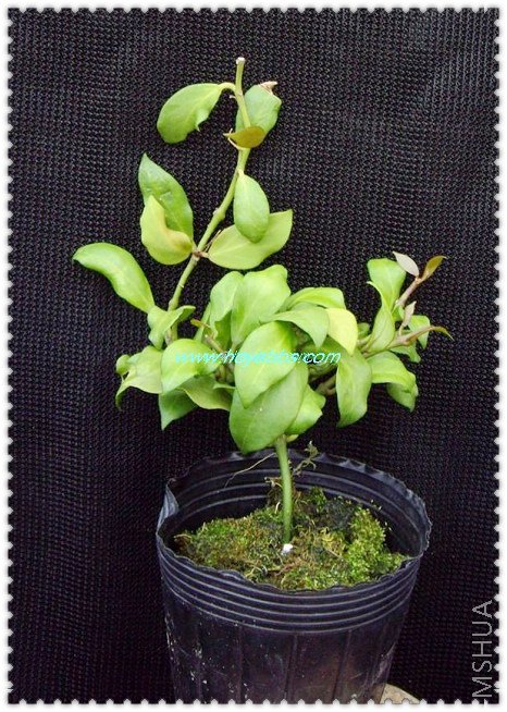 obscura Orange-1.jpg