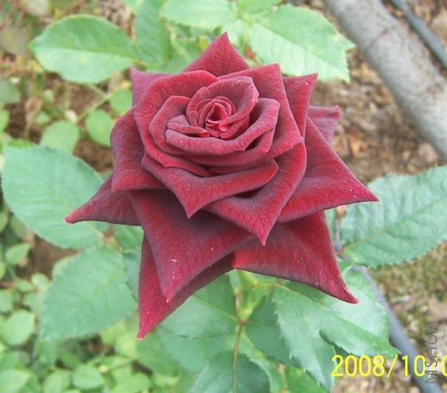 δ����17.jpg (С).jpg