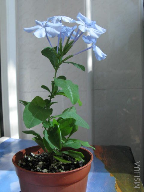 �һ�û�а�����������