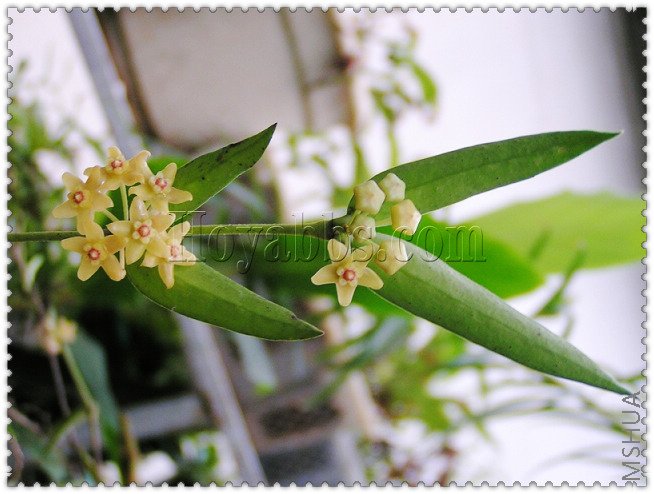 pandurata ��Ҷ����-2.jpg