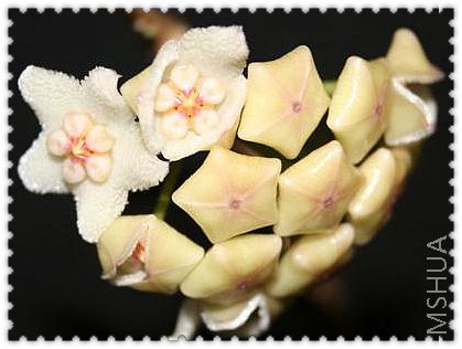 siamica ��������.jpg