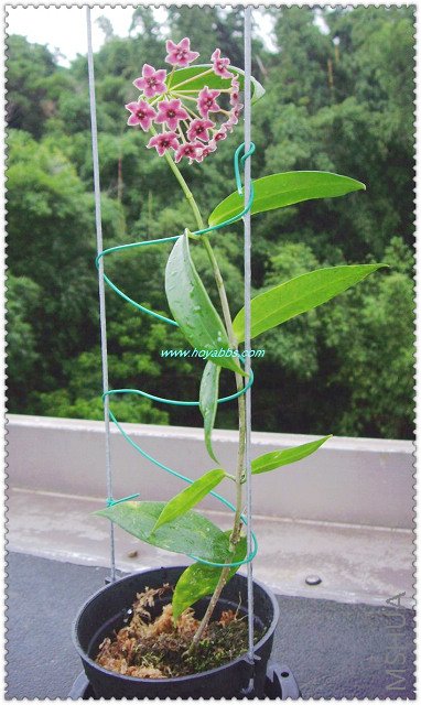 S.P. PNG-4ɳ��-1.jpg