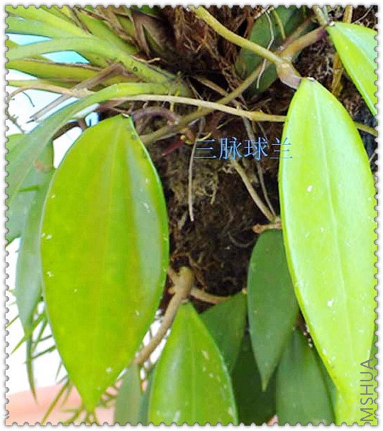 pottsii ��������-1.jpg