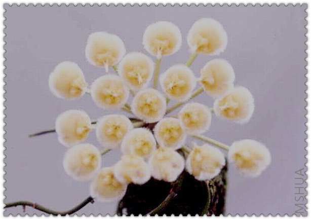 imbricata ���-2.jpg