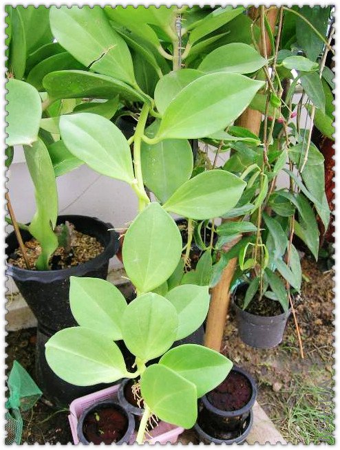 pachyclada ��������-1.jpg