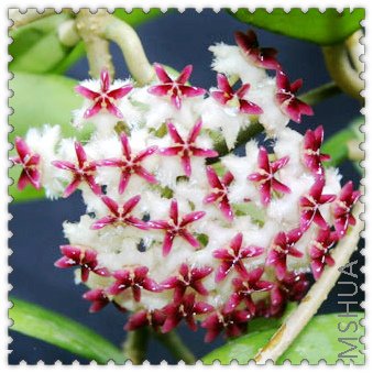 erythrostemma red������.jpg