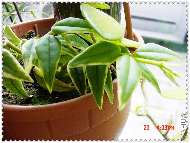 bella varigated-2.jpg