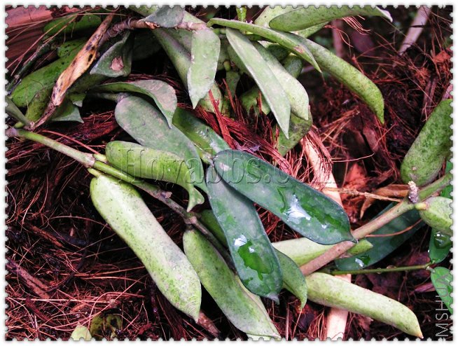 pandurata ��Ҷ����-1.jpg