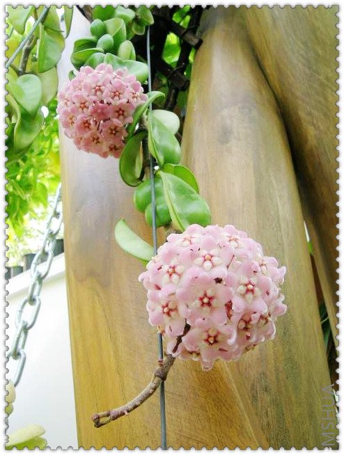 revolubilis ��Ҷ����-1.jpg