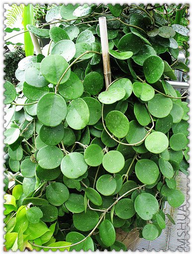 obovata ��Ҷ.jpg