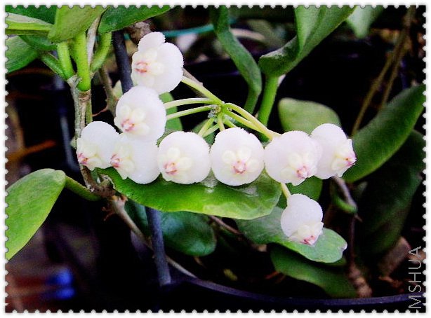 lyi�㻨����(��Ҷ) -2.jpg