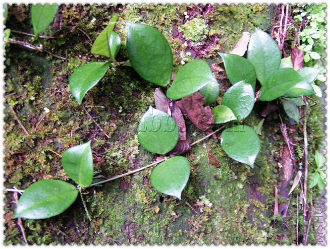 ovalifolia ��Ҷ����-1.jpg