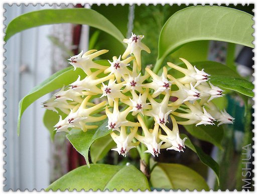 multiflora ���ɱ������.jpg