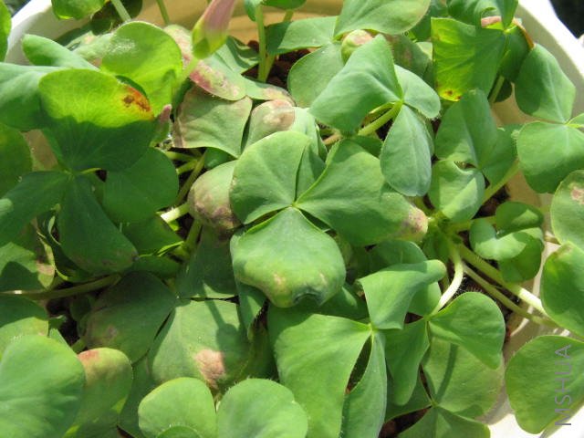 Ҷ�Ӳ�֪��Ϊʲô�������ģ�������ô��