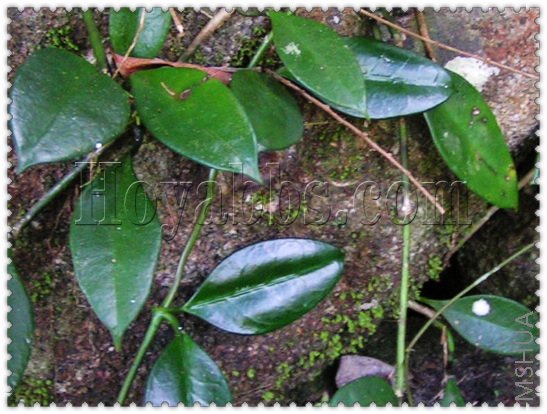 griffithii ������-1.jpg