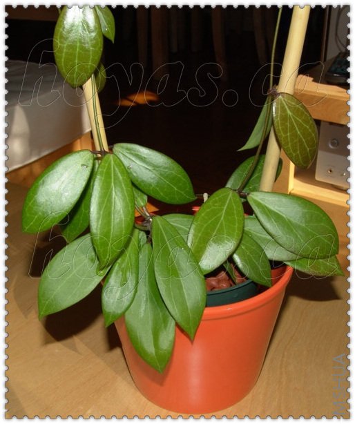 Camphorifolia ǧ��-1.jpg