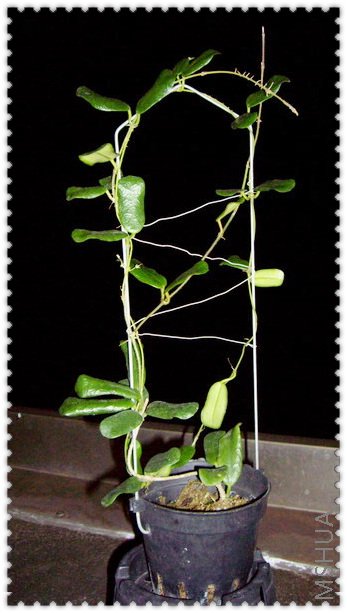 lyi�㻨����(��Ҷ) -1.jpg