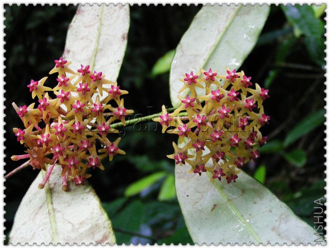 fusca �ƻ�����-2.jpg