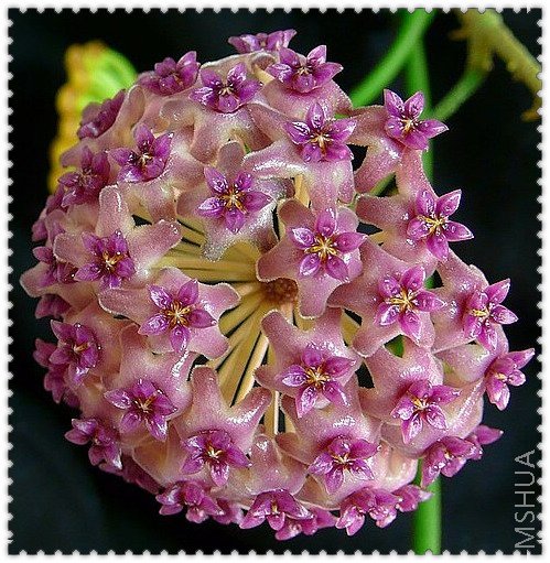 Camphorifolia ǧ��-2.jpg