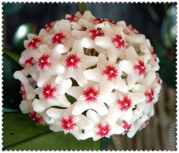 cornosa ̨��ԭ��-2.jpg