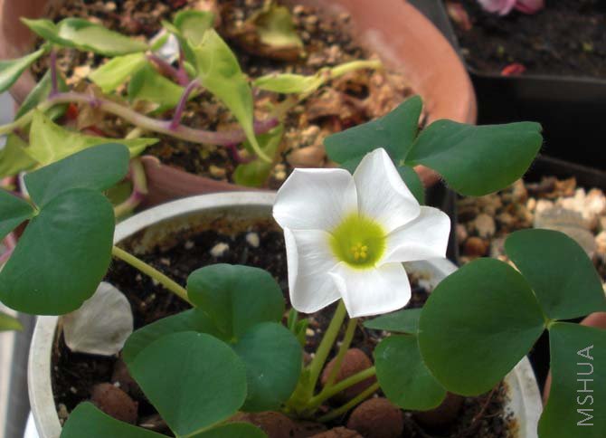 ���ڿ���