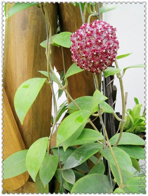 mindorensis ����-1.jpg