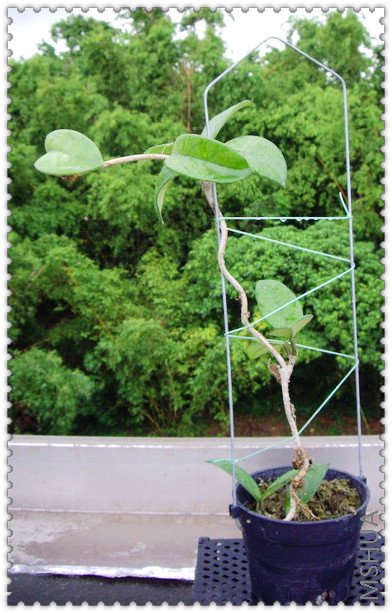 cornosa ̨��ԭ��-1.jpg