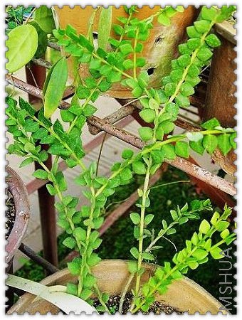 chinghungensis  ��������.jpg