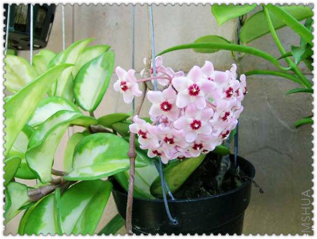 carnosa 'variegated'-1.jpg