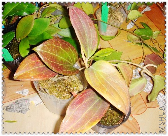 merillii(������ ).jpg