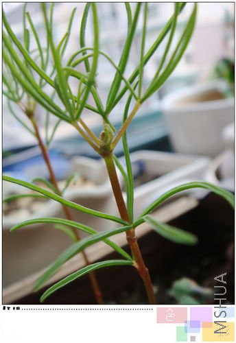 20081019oxalis pollyphylla var pentaphlly.jpg