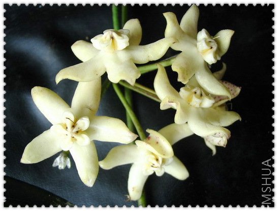 griffithii ������-2.jpg