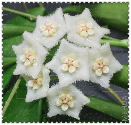 longifolia ��Ҷ����-2.jpg