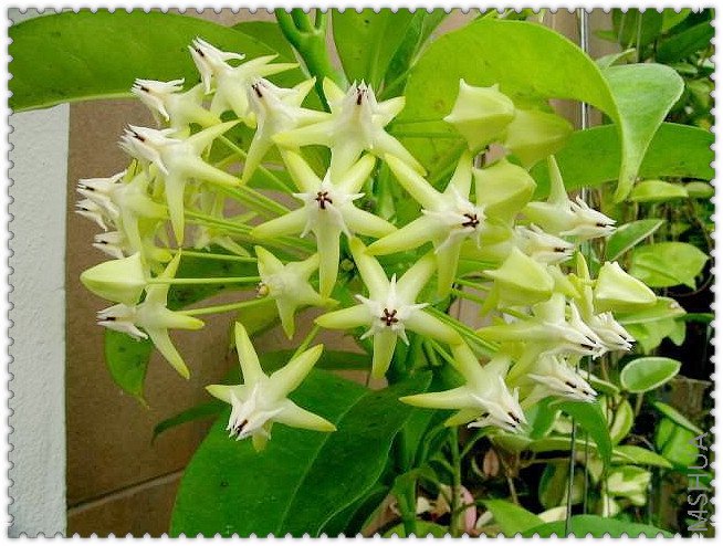 multiflora ̩�������.jpg