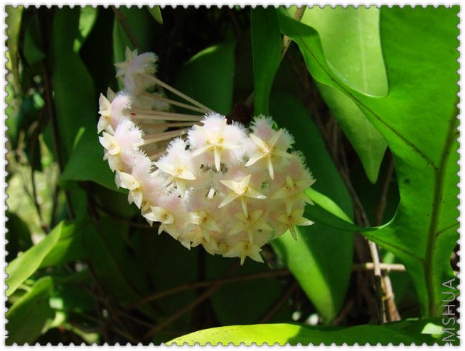 erythrostemma white������.jpg