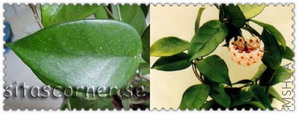 dasyantha ������.jpg