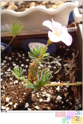 20081019parma pink.jpg