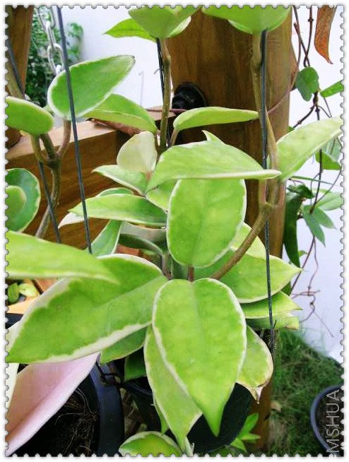 carnosa 'variegated'-2.jpg