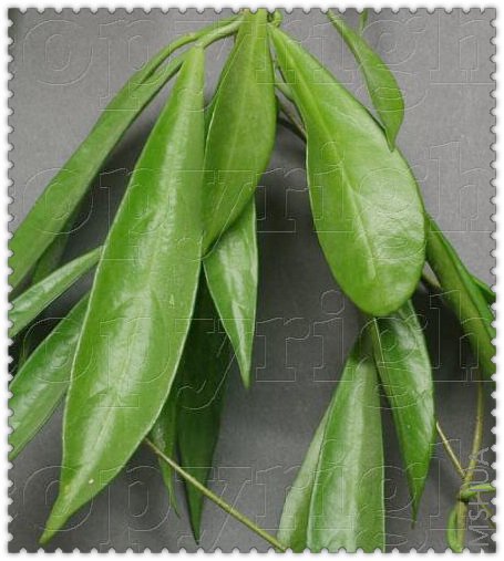 longifolia ��Ҷ����-1.jpg