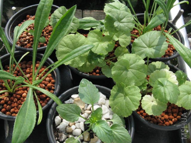 ����С�����