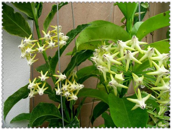 multiflora �����  ����ɱ� ��̩��.jpg