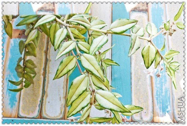 bella varigated-1.jpg