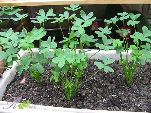 O'pes-capras ȸ�� 4.jpg