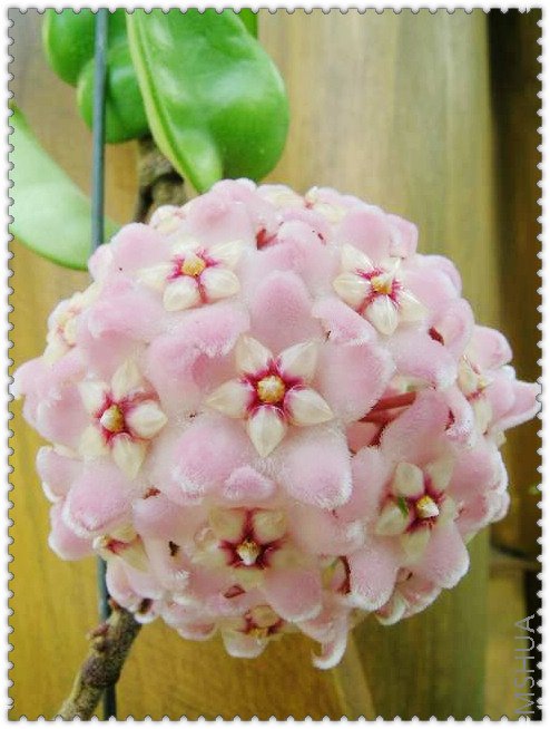 revolubilis ��Ҷ����-2.jpg