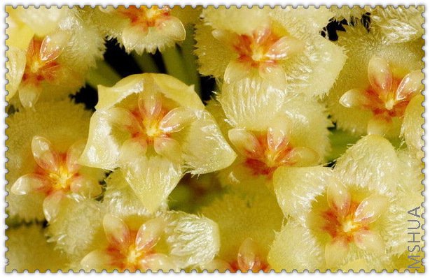 obscura Orange-2.jpg