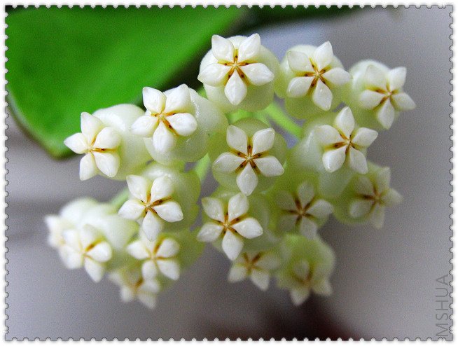 pachyclada ��������-2.JPG