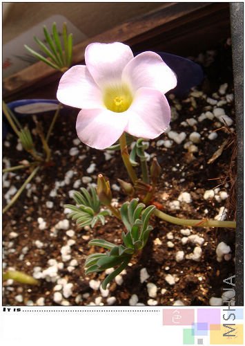 20081019parma pink2.jpg