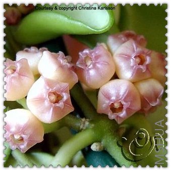 heuschkeliana С����-2.jpg